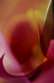 flirtations